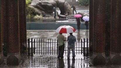 בריכת אריות הים בגן החיות בסנטר פארק בניו יורק. | Charles Krupa, AP