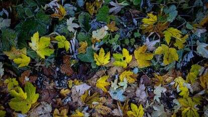 שלכת. | מאור קינסבורסקי, פלאש 90