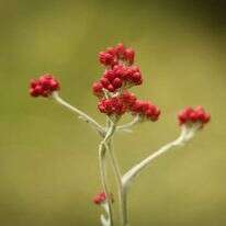 דם המכבים. | יונתן זינדל, פלאש 90