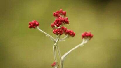 דם המכבים. | יונתן זינדל, פלאש 90