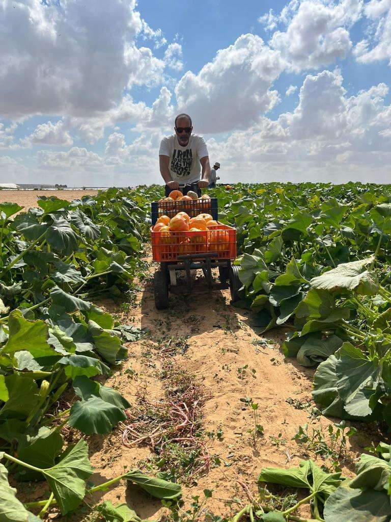 התנדבות בשדות. | השומר החדש
