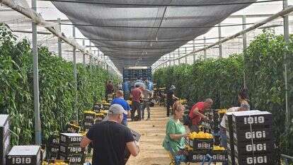 התנדבות בשדות. | השומר החדש