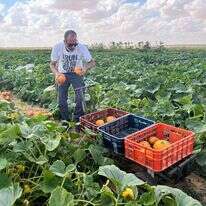 התנדבות בשדות. | השומר החדש