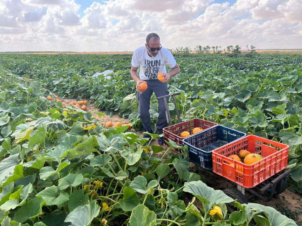 התנדבות בשדות. | השומר החדש