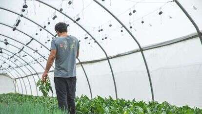 ה | באדיבות משק חביביאן