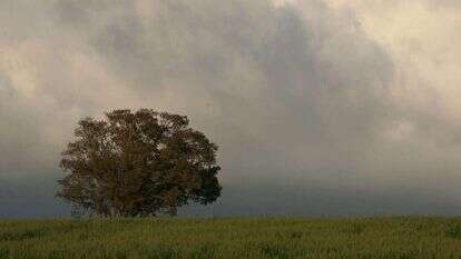 נתי שוחט - פלאש 90