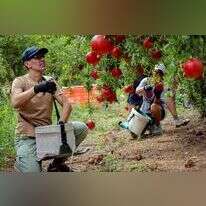 מתנדבים לקטיף בכפר מנחם, | יוסי זמיר, פלאש 90