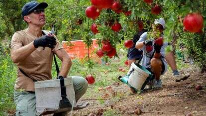 מתנדבים לקטיף בכפר מנחם, | יוסי זמיר, פלאש 90