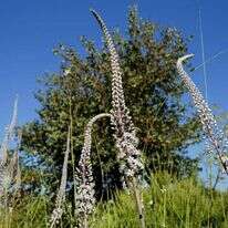 נבלים פורחים ברמת הגולן. | מיכאל גלעדי/פלאש