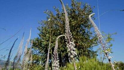 נבלים פורחים ברמת הגולן. | מיכאל גלעדי/פלאש
