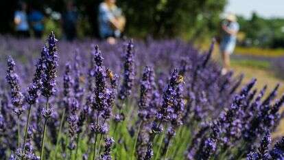 שדות לבנדר בקיבוץ עין זיוון. | מיכאל גלעדי/פלאש90