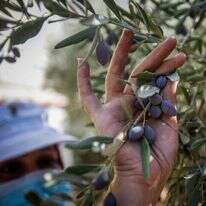 מסיק זיתים. | נאסר אישטח, פלאש 90