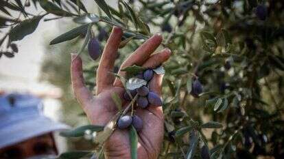 מסיק זיתים. | נאסר אישטח, פלאש 90 מסיק זיתים. | נאסר אישטח, פלאש 90