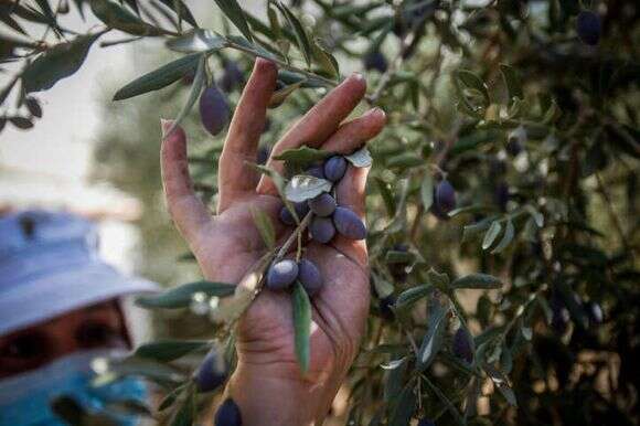 מסיק זיתים. | נאסר אישטח, פלאש 90 מסיק זיתים. | נאסר אישטח, פלאש 90