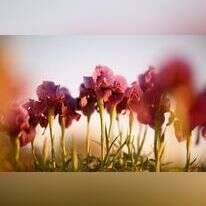 אירוס אטרופורפורה בנגב. | מנדי הכטמן/פלאש90