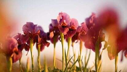 אירוס אטרופורפורה בנגב. | מנדי הכטמן/פלאש90