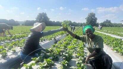 עובדים ביחד. | בתיה שמואלי