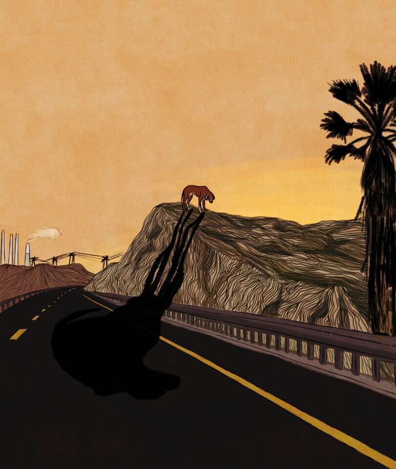 איור: שרון ארדיטי