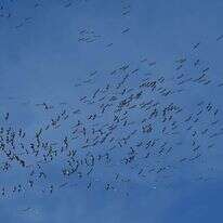 מבט על להקת ציפורים מעל תל אביב. | תומר נויברג/ פלאש 90