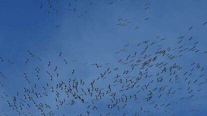 מבט על להקת ציפורים מעל תל אביב. | תומר נויברג/ פלאש 90