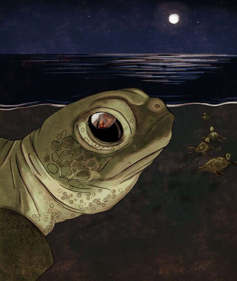 איור: שרון ארדיטי