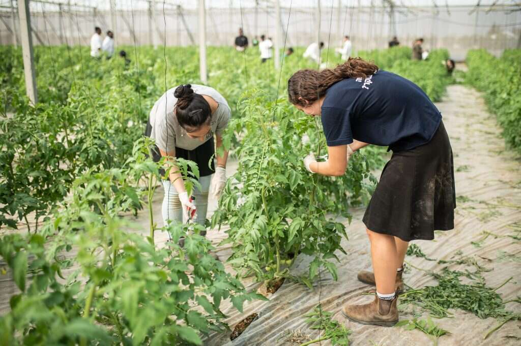 נעמה גרינבאום
