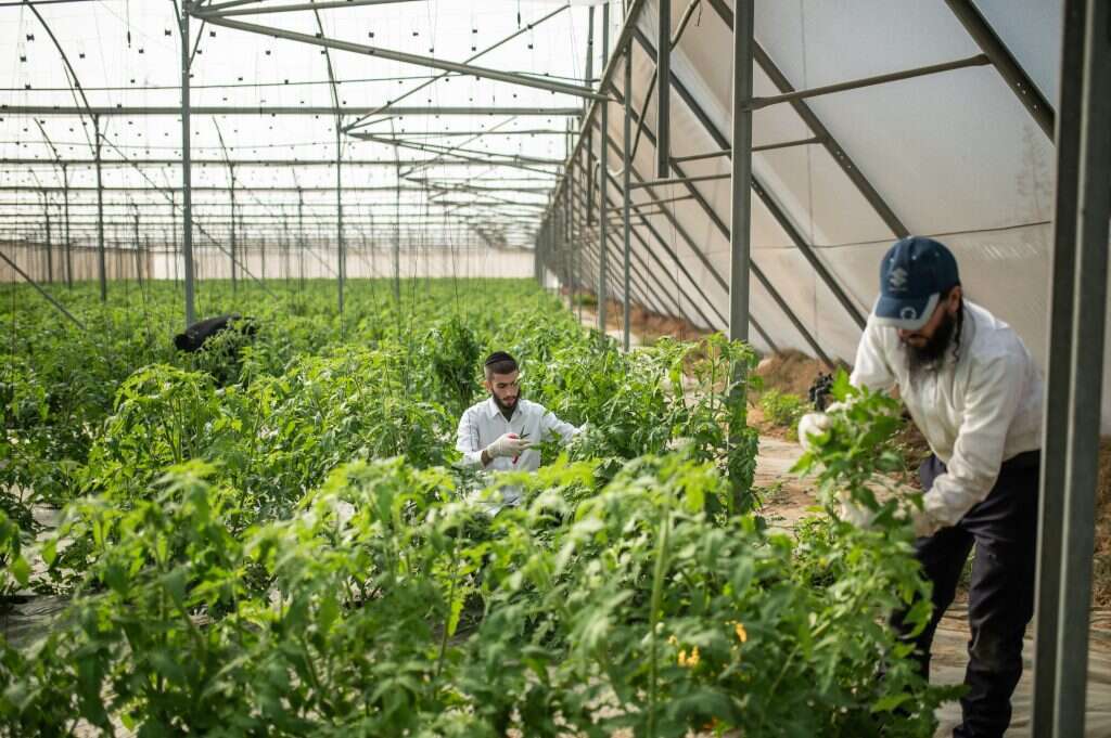 נעמה גרינבאום