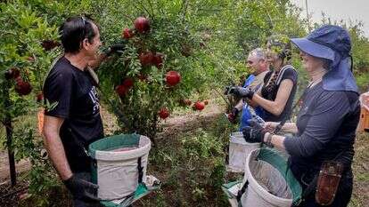 מתנדבים מסייעים בקטיפת רימונים בקיבוץ כפר מנחם בדרום הארץ. | יוסי זמיר/פלאש90