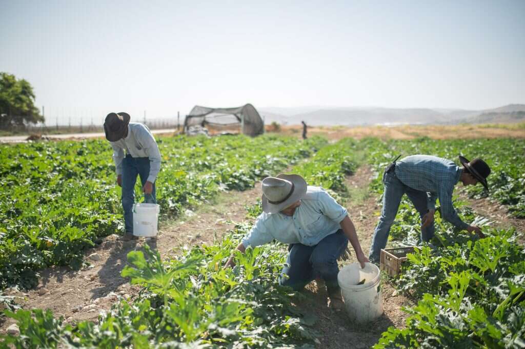 נעמה גרינבאום