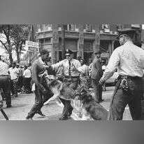 הדיכוי קיבל פנים אלימות ואכזריות. תלמיד תיכון מותקף על ידי כלב משטרה במהלך הפגנה לזכויות האזרח בברמינגהם, 1963. | איי.פי