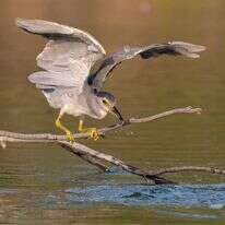 בוני שיינמן, ארכיון קק"ל