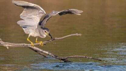 בוני שיינמן, ארכיון קק"ל