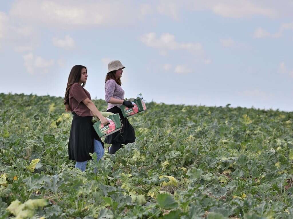 מוקד ההתנדבות בפעולה. בנות אולפנת אמית נגה בית שמש בקטיף קישואים. | ג'וני ברקלי
