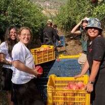 חניכות מכינת "צהלי" מתנדבות בחקלאות. | מכינת צהלי