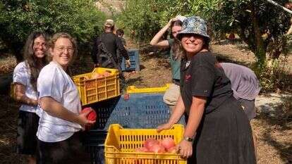 חניכות מכינת "צהלי" מתנדבות בחקלאות. | מכינת צהלי חניכות מכינת "צהלי" מתנדבות בחקלאות. | מכינת צהלי