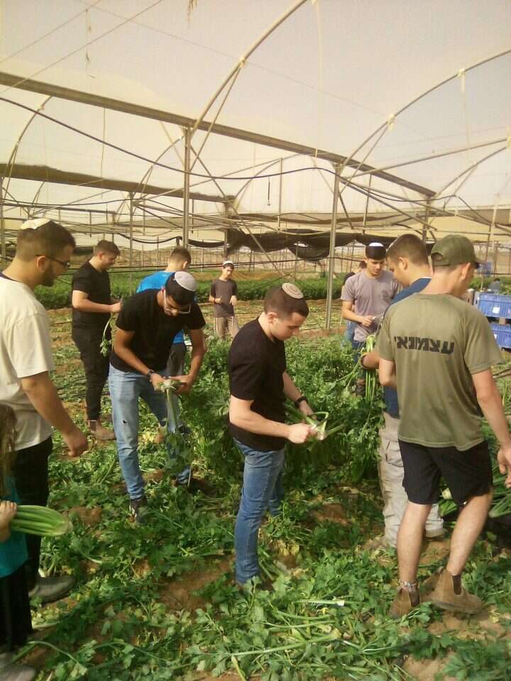 תלמידי מכינת עצמונה משלבים בין לימוד לבין תמיכה בחקלאים