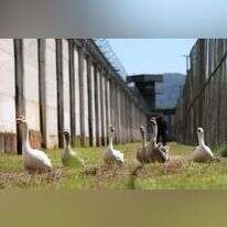 אווזים מפטרלים מסביב לבית הכלא בברזיל. | Anderson Coelho, רויטרס אווזים מפטרלים מסביב לבית הכלא בברזיל. | Anderson Coelho, רויטרס