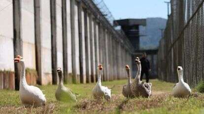 אווזים מפטרלים מסביב לבית הכלא בברזיל. | Anderson Coelho, רויטרס אווזים מפטרלים מסביב לבית הכלא בברזיל. | Anderson Coelho, רויטרס
