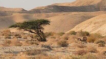 להקת זאבים באזור עין יהב. | ג׳מיל אטרש - רשות הטבע והגנים
