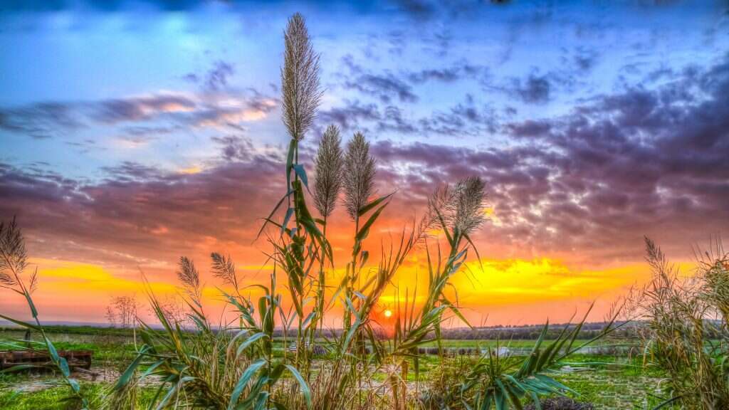 אמנון ארד, "קני סוף בשוקדה", 2015