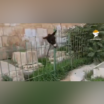 מסך מתוך הסרטון. מסך מתוך הסרטון.