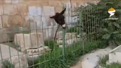 מסך מתוך הסרטון.