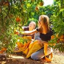 תלמידות אורט יובלי אריאל בהתנדבות חקלאית. | אנה, יח"צ אורט תלמידות אורט יובלי אריאל בהתנדבות חקלאית. | אנה, יח"צ אורט