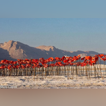 כלניות מקרמיקה מוצבות בים המלח - חלק מפרויקט "כלניות לפני הגשם" שיזמה הקרמיקאית יפה סולומון. | שי כרמי כלניות מקרמיקה מוצבות בים המלח - חלק מפרויקט "כלניות לפני הגשם" שיזמה הקרמיקאית יפה סולומון. | שי כרמי