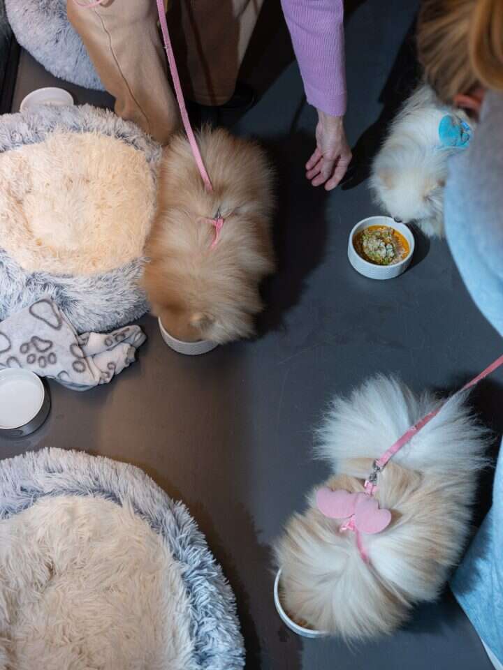 מסעדת "פיאוטו" ברומא, איטליה. | Federica Valabrega, The Washington Post