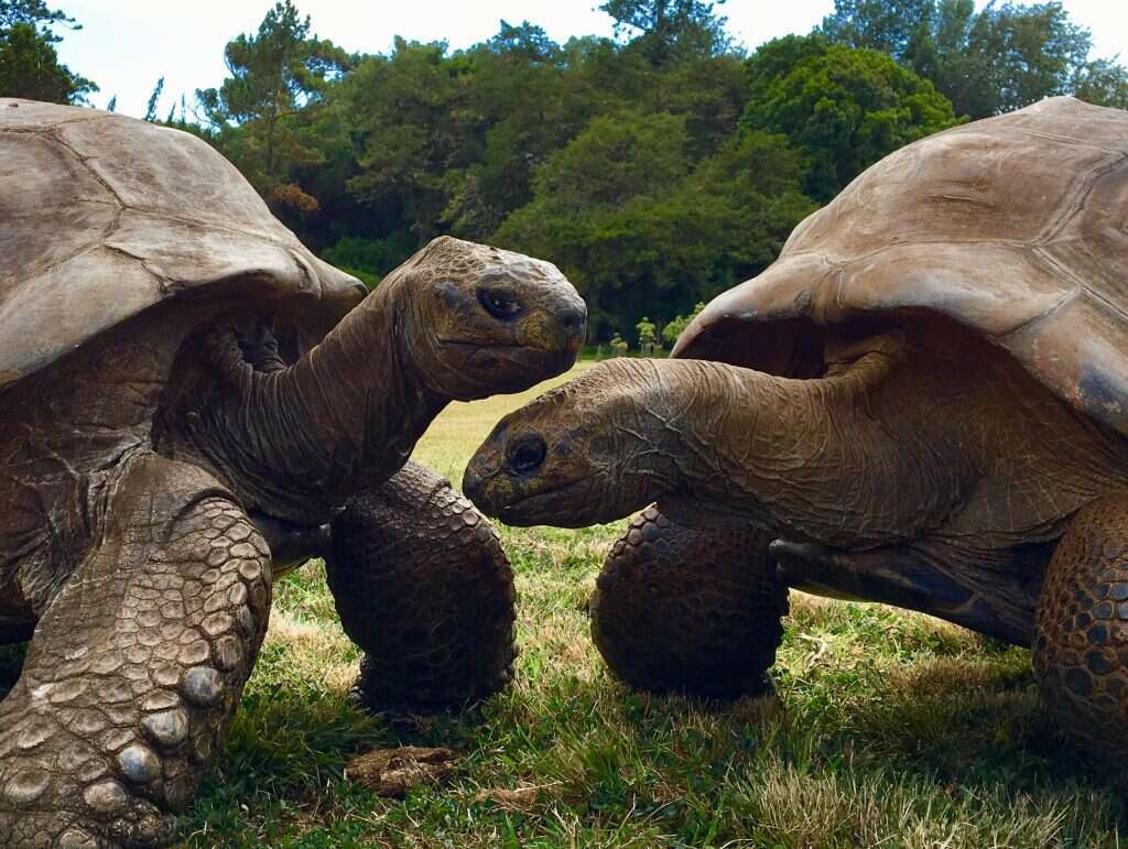 ג'ונתן (משמאל) ודייוויד, צב הצעיר ממנו ב-136 שנה. | ג'ו הולינס