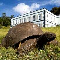ג'ונתן, הצב המבוגר בעולם. | ג'ו הולינס