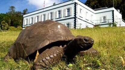 ג'ונתן, הצב המבוגר בעולם. | ג'ו הולינס