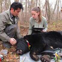 דוב ביפן, לאחר שנלכד. | AFP