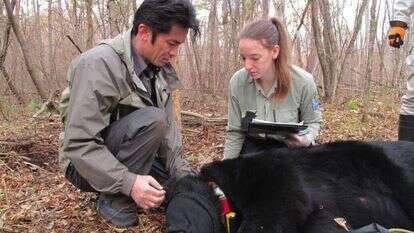 דוב ביפן, לאחר שנלכד. | AFP